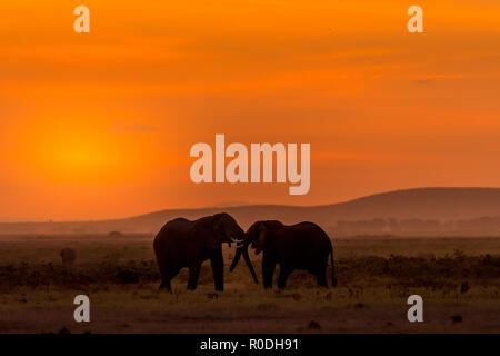 Dieses Bild von der Elefant ist in der Amboseli in Kenia getroffen, Stockfoto