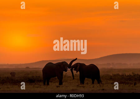 Dieses Bild von der Elefant ist in der Amboseli in Kenia getroffen, Stockfoto