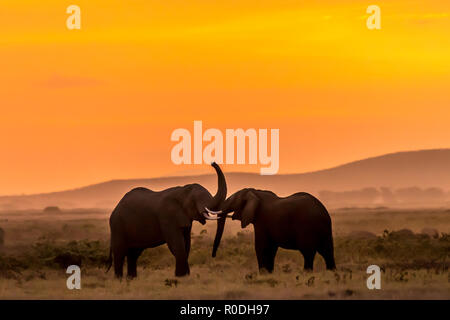 Dieses Bild von der Elefant ist in der Amboseli in Kenia getroffen, Stockfoto