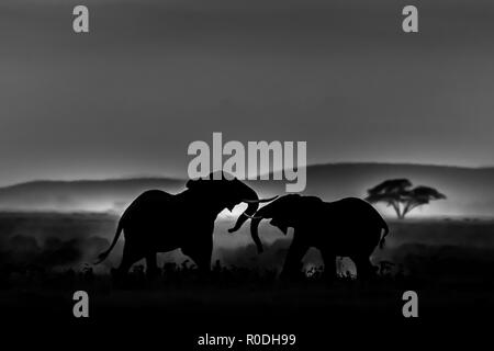 Dieses Bild von der Elefant ist in der Amboseli in Kenia. Stockfoto