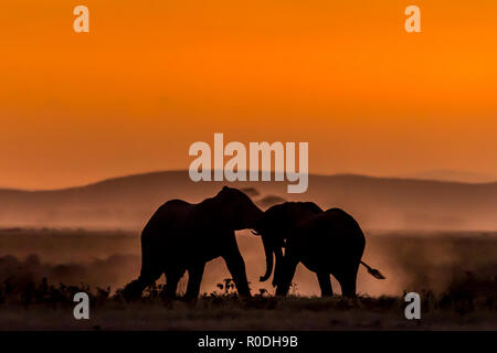 Dieses Bild von der Elefant ist in der Amboseli in Kenia getroffen, Stockfoto