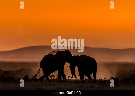 Dieses Bild von der Elefant ist in der Amboseli in Kenia getroffen, Stockfoto