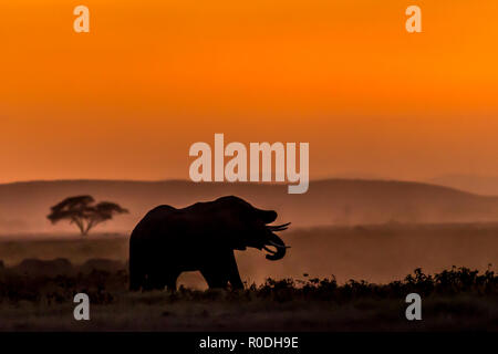 Dieses Bild von der Elefant ist in der Amboseli in Kenia getroffen, Stockfoto