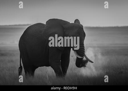 Dieses Bild von der Elefant ist in der Amboseli in Kenia. Stockfoto