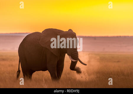 Dieses Bild von der Elefant ist in der Amboseli in Kenia getroffen, Stockfoto