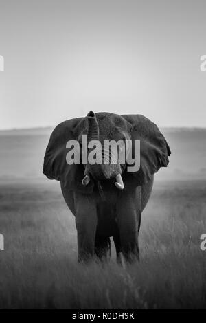 Dieses Bild von der Elefant ist in der Amboseli in Kenia. Stockfoto