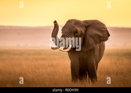 Dieses Bild von der Elefant ist in der Amboseli in Kenia getroffen, Stockfoto