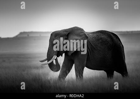 Dieses Bild von der Elefant ist in der Amboseli in Kenia. Stockfoto