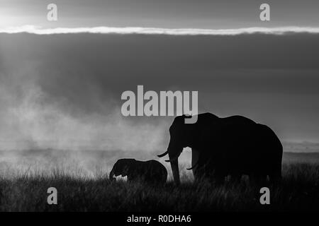 Dieses Bild von der Elefant ist in der Amboseli in Kenia. Stockfoto