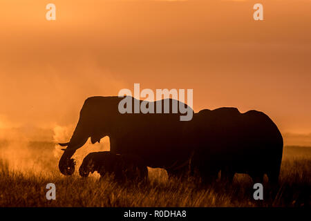 Dieses Bild von der Elefant ist in der Amboseli in Kenia getroffen, Stockfoto