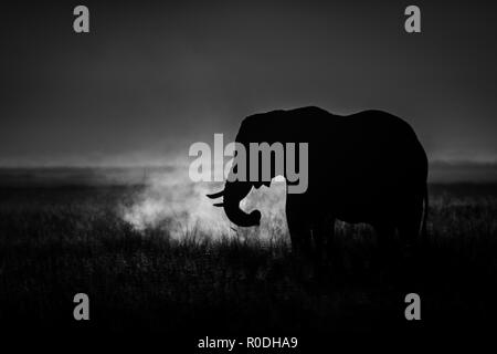 Dieses Bild von der Elefant ist in der Amboseli in Kenia. Stockfoto