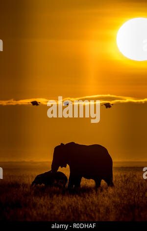 Dieses Bild von der Elefant ist in der Amboseli in Kenia getroffen, Stockfoto