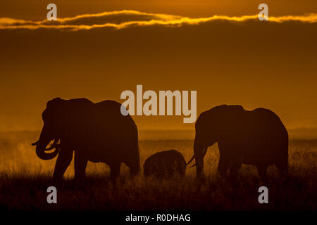 Dieses Bild von der Elefant ist in der Amboseli in Kenia getroffen, Stockfoto