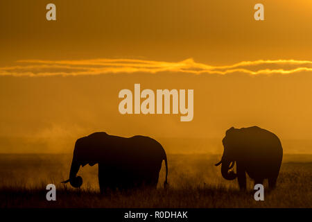 Dieses Bild von der Elefant ist in der Amboseli in Kenia getroffen, Stockfoto