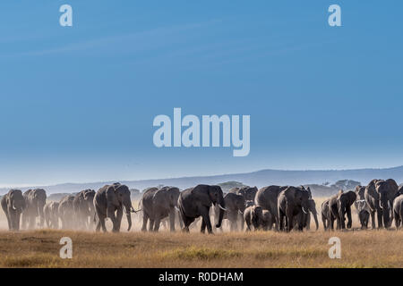 Dieses Bild von der Elefant ist in der Amboseli in Kenia getroffen, Stockfoto