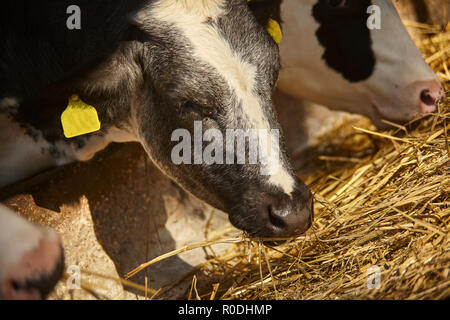 Kühe besetzt essen Heu aus dem Zaun in den Schrägförderer zu grasen. Stockfoto