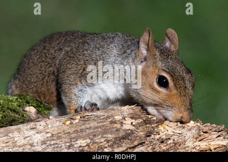 Eine Nahaufnahme Portrait von ein graues Eichhörnchen, das entlang einer log Fütterung über Saatgut für die Vögel links Stockfoto