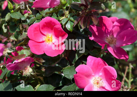 Sydney Australien, einzelnes Blütenblatt hell rosa rosa Blüten Stockfoto