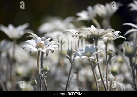 Australian native Flanell Blume Wildblumen blühen en masse der Frühling nach einem größeren Buschfeuer, die die Gegend auf Cape Solander Sydney verbrannt Stockfoto