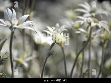 Australian native Flanell Blume Wildblumen blühen en masse der Frühling nach einem größeren Buschfeuer, die die Gegend auf Cape Solander Sydney verbrannt Stockfoto