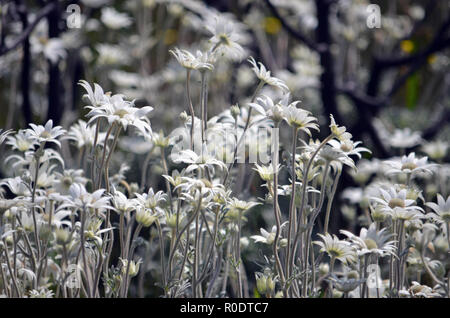 Australian native Flanell Blume Wildblumen blühen en masse der Frühling nach einem größeren Buschfeuer, die die Gegend auf Cape Solander Sydney verbrannt Stockfoto