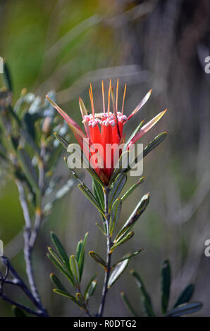 Rote Blumen der australischen Ureinwohner Berg Teufel, Lambertia Formosa, Familie der Proteaceae, wachsen in der Heide, Royal National Park, NSW Stockfoto