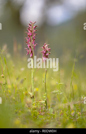 Wilde Heilige Orchid (Orchis Sancta) in Grasigen Vegetation auf einem Hügel auf der Insel Lesbos, Griechenland Stockfoto