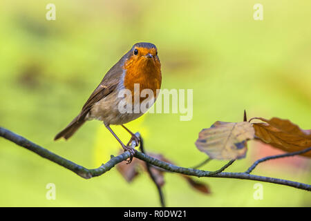 Eine Red Robin (Erithacus Rubecula) auf einem Zweig mit Herbstfarben Hintergrund als ein Konzept für den Herbst Stockfoto