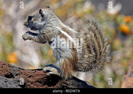 Ein Chipmunk Pup sitzen auf den Felsen in der Nähe des Castillo Caleta de Fuste auf Fuerteventura im Juni 2018 Stockfoto