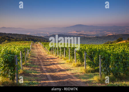 Chianti Weinberg in den Toskanischen Hügeln am Morgen Sommer Stockfoto