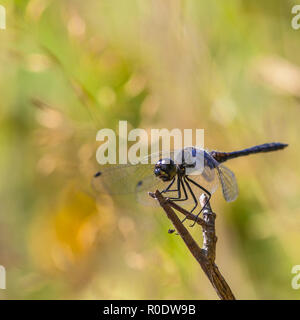 Schwarz Darter Dragonfly (Sympetrum danae) auf einem Zweig mit wunderschönen pulsierenden Grünland Hintergrund Stockfoto