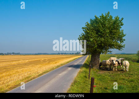 Gerade Straße durch die Landschaft in Flandern, Belgien Stockfoto