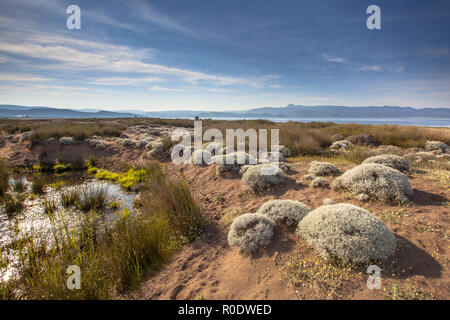 Strauch Vegetation in Alykes Feuchtgebiete sheepfields birding Website auf der Insel Lesbos, Griechenland Stockfoto