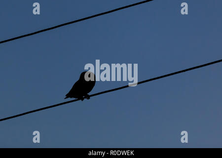 Steinkauz (Athene noctua) nach unten auf eine Leitung in der Nacht Stockfoto