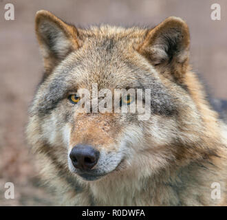 Kopf einer Eurasischen Grauer Wolf (Canis lupus Lupus) ist der am meisten spezialisierten Mitglied der Gattung Canis, wie durch seine morphologischen Anpassungen t gezeigt Stockfoto