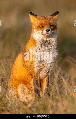 Eine vollständige Lösung Porträt einer posing Red Fox männlich in natürlicher Umgebung. Die schönen wilden Tier in der Wüste. Shred schauen in die Kamera. Stockfoto