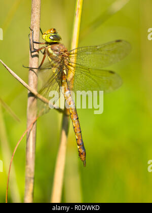 Norfolk Hawker Dragonfly (Aeshna isoceles) Erwärmung seine Flügel in der frühen Morgensonne Stockfoto