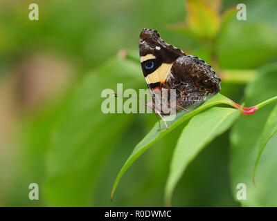 Schönen wilden Schmetterling - Fütterung auf Blumen Stockfoto