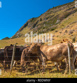 Kühe in das Feld im Berggebiet Stockfoto