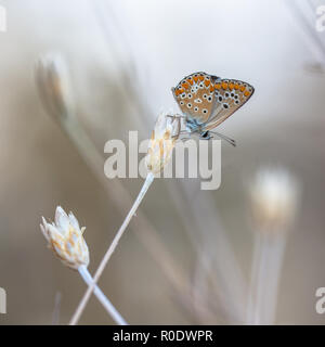 Die Braune Argus (Aricia agestis) ist ein Schmetterling aus der Familie Lycaenidae (Blues). Stockfoto