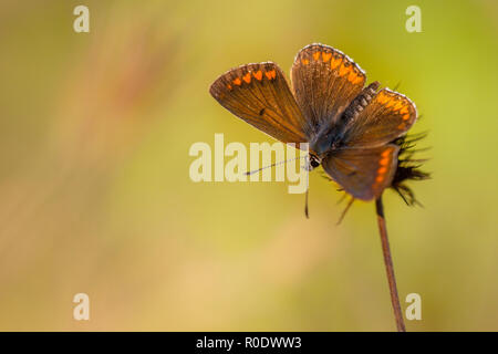 Braune Schmetterling mit Orange Punkte auf braunem Gras mit grünem Hintergrund Stockfoto