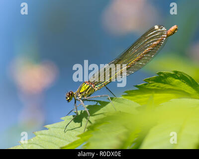 Nahaufnahme eines weiblichen Gebändert Demoiselle Dragonfly (Calopteryx splendens) auf einem Blatt Stockfoto