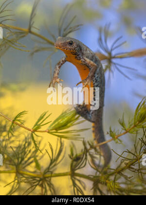 Reproduzieren weibliche Bergmolch, Ichthyosaura Triturus alpestris alpestris, früher und Mesotriton alpestris in einem natürlichen Lebensraum Einstellung Stockfoto