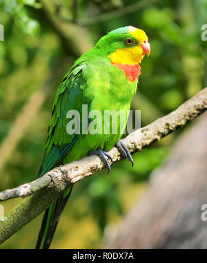 Eine hervorragende Papagei, auch als Barraband, Papagei, Barraband, Papagei, oder Grün Lauch Parrot bekannt Stockfoto