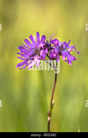 Lupinus flos-cuculi, die gemeinhin als Ragged Robin auf grünem Hintergrund Stockfoto