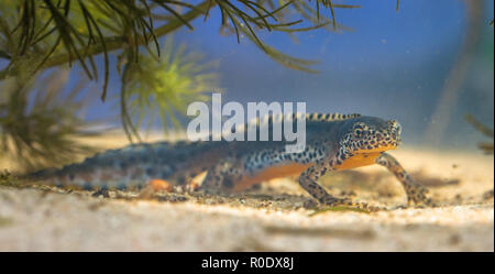 Wild Bergmolch, Ichthyosaura Triturus alpestris alpestris, früher und Mesotriton alpestris in einem natürlichen Lebensraum Einstellung Stockfoto