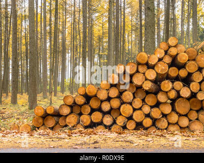 Herbstliche Lärche (Larix) Wald mit Stapel von Holz Stockfoto