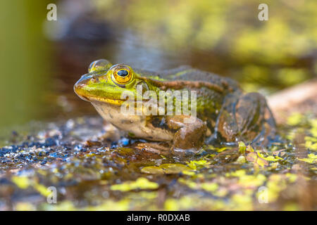 Essbaren grünen Frosch (Pelophylax kl. ESCULENTUS) am Ufer eines Teiches in natürlichen Lebensraum Stockfoto