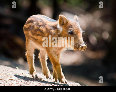 Junge Wildschwein (Sus scrofa) ist zu Fuß in der Sonne Stockfoto