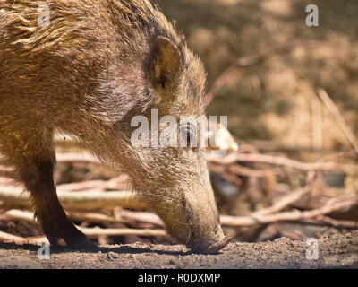Weibliche Wildschwein (Sus scrofa) auf der Suche nach Essen Stockfoto